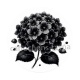 fleur noir et blanc