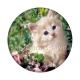 chaton fleur