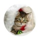 chaton f