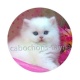 chaton