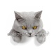 chat