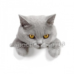 chat