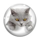 Cabochon Verre - chat