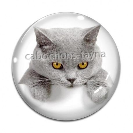 Cabochon Verre - chat