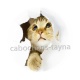 chaton