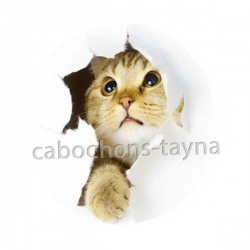 chaton