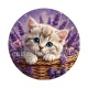 chaton lavande