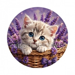 chaton lavande