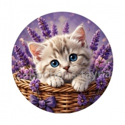 chaton lavande