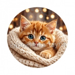 chaton tricot