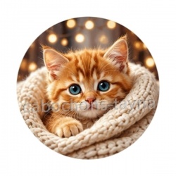 chaton tricot