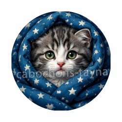 chaton étoile