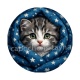 chaton tasse