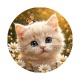 chaton marguerite