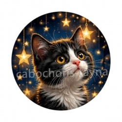 chaton étoile
