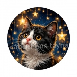 chaton étoile