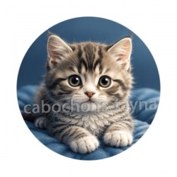 chaton fond bleu