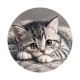 chaton fond gris