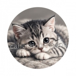 chaton fond gris