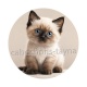 chaton siamois 