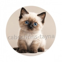 chaton siamois 