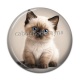 Cabochon Résine - chaton siamois 