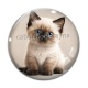 Cabochon Verre - chaton siamois 