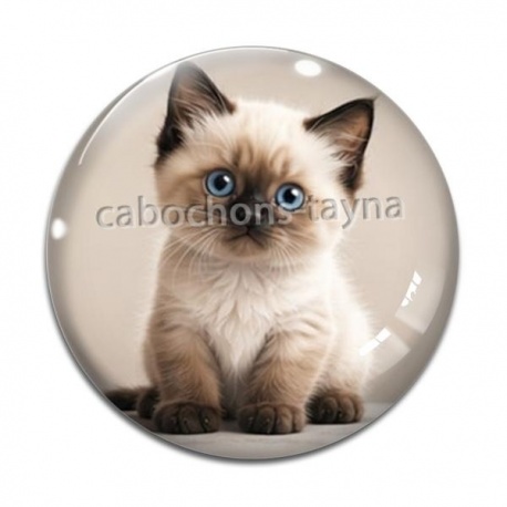 Cabochon Verre - chaton siamois 