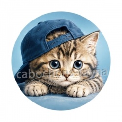 chaton casquette fond bleu