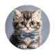 chaton lunette fond gris