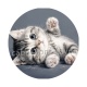 chaton rayer blanc et gris 
