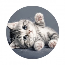 chaton rayer blanc et gris 