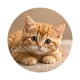 chaton rayer roux