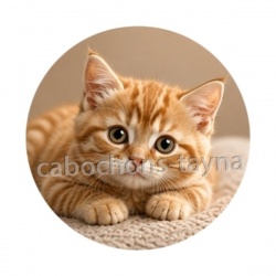 chaton rayer roux