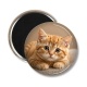 Magnet's - chaton rayer roux