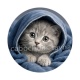 chaton capuche