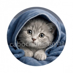 chaton capuche