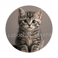 chaton rayure gris