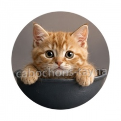 chaton roux bol
