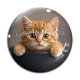 Cabochon Verre - chaton roux bol