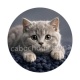 chaton gris