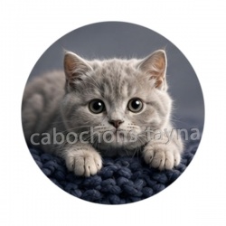 chaton gris