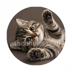 chaton frayer