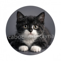 chaton noir et blanc