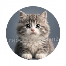 chaton angora gris