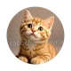 chaton roux fond beige