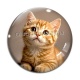 Cabochon Verre - chaton roux fond beige