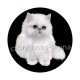 chat blanc