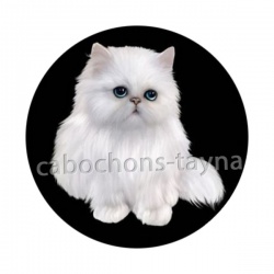 chat blanc