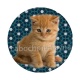 chaton